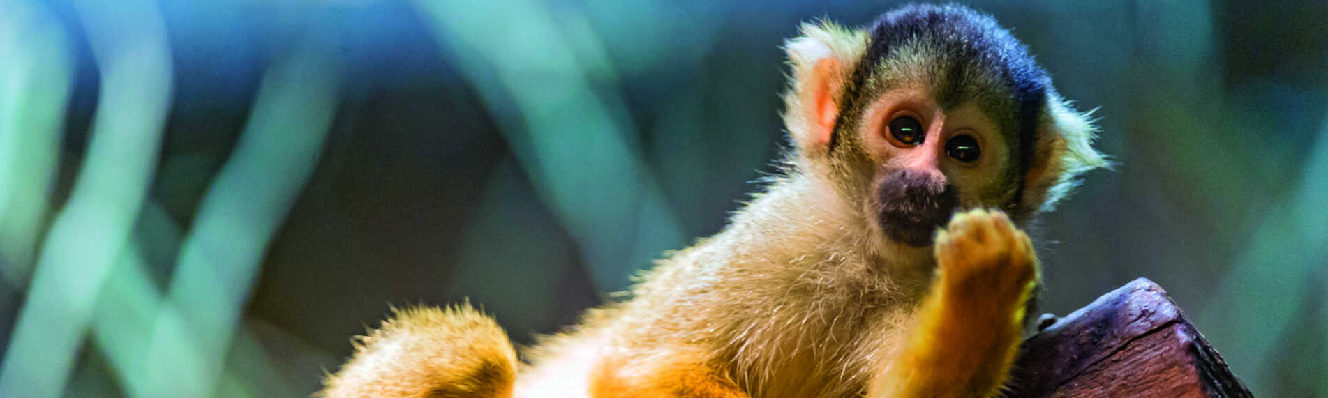 Aporna i Ree Park har ett skönt inomhusklimat