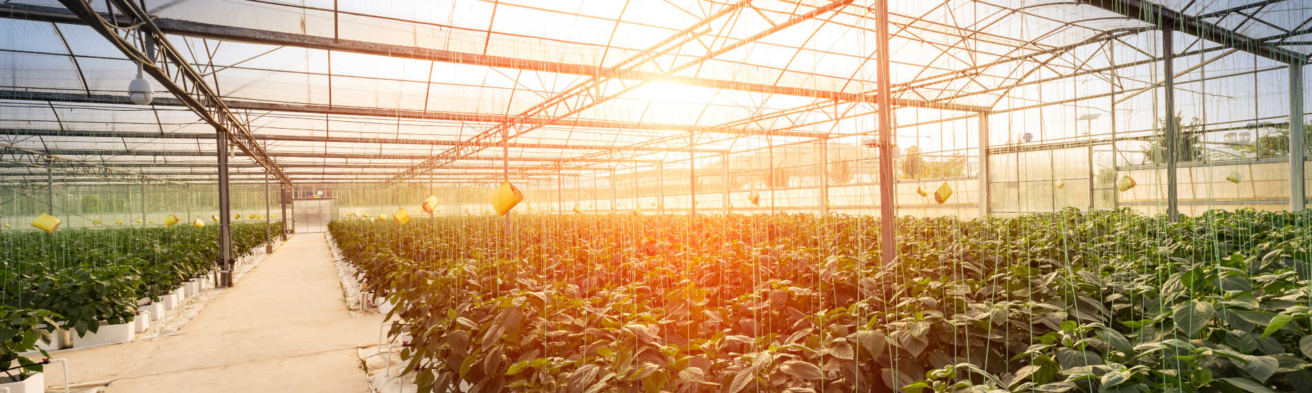 Få den optimala plantmiljön med befuktning