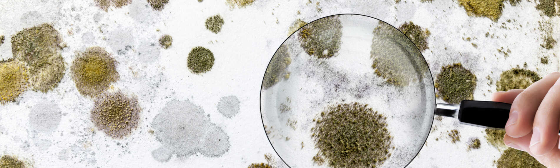 Bekämpa mögel med rätt luftfuktighet