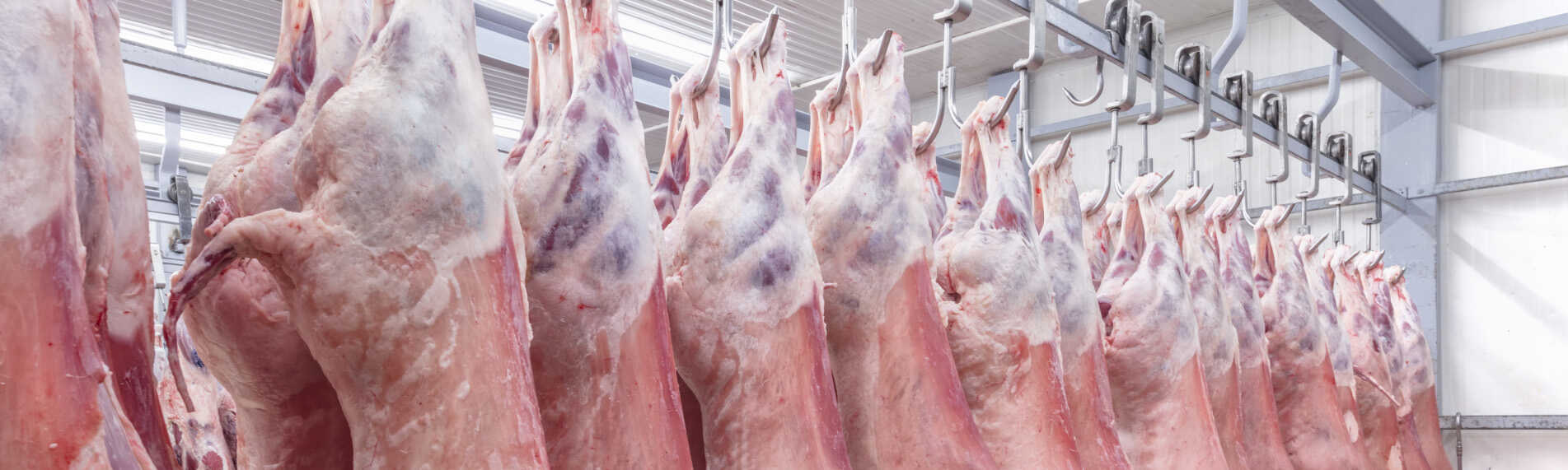 Nedkylning av slaktkroppar på slakterier med luftbefuktning